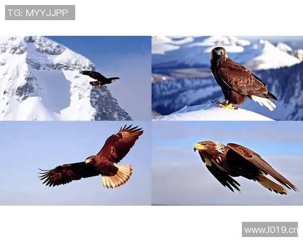 《飞翔的王者：探索老鹰的生存智慧与捕猎技巧》